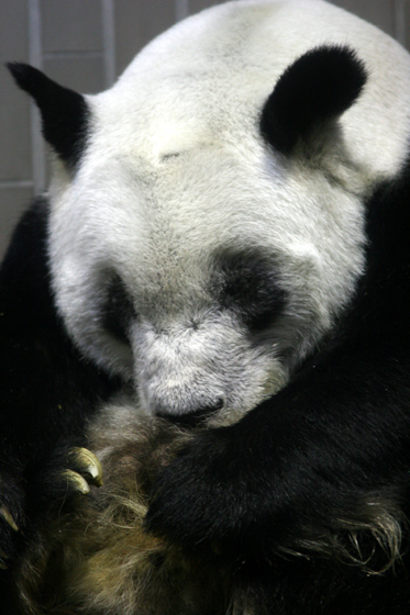 リンリン三態_b0016600_9452386.jpg