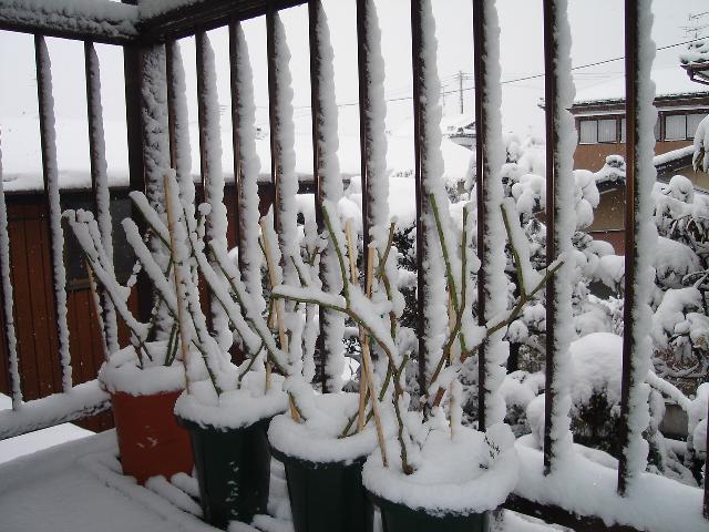 f0063931_846390.jpg