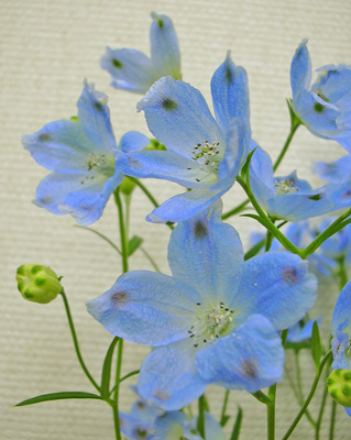 3月13日 パールブルーとマリンブルー 花ねこ日記