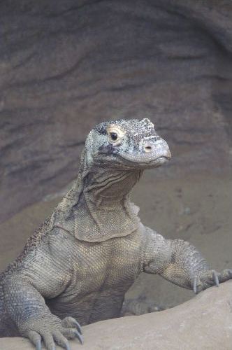 コモドオオトカゲ そしてキーパーズトーク : 動物園でお散歩