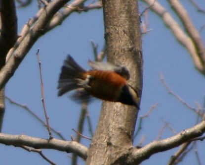 ■鳥類園最新情報(06.03.11~12)_e0046474_11135575.jpg