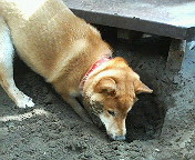 あったかいんだか、寒いんだか。_b0011075_1158962.jpg