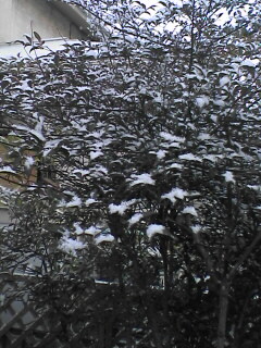 雪～～_f0005081_9135790.jpg