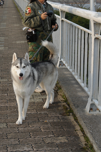 おさんぽ大好きだビヨーン 犬連れへんろ 二人と一匹のはなし おさんぽ大好きだビヨーン 犬連れへんろ 二人と一匹のはなし