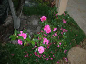 彩都 春の芽生え_f0073301_10165868.jpg