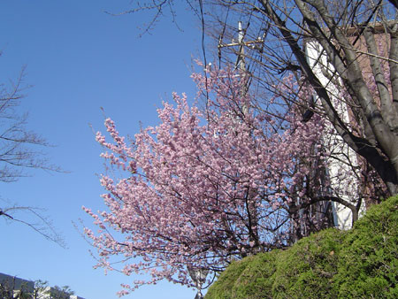 lovers in spring_c0011204_1141260.jpg