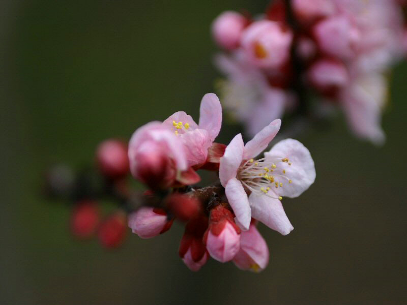 杏の花　０６・３・１３_b0010317_045070.jpg