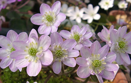 c0018617_11234128.jpg