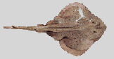 e0067538_16117100.gif