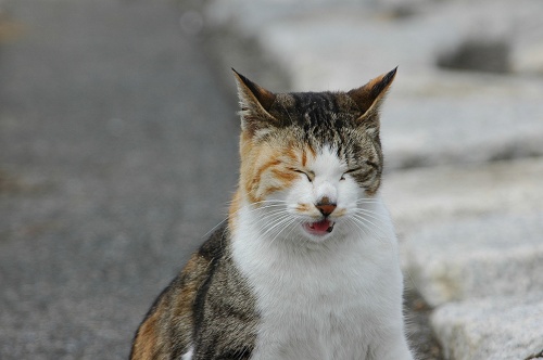 しつこく、今夜もみいちゃんです。。。。。(=^･^=)_d0042639_20201888.jpg