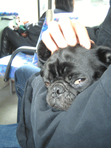 b0035453_2122573.gif