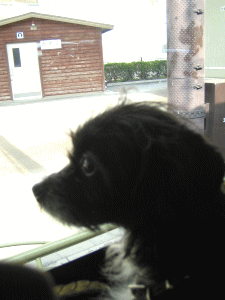 b0035453_21262160.gif