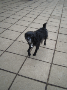 b0035453_2129463.gif