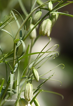 小石川植物園の花_c0032203_658505.jpg