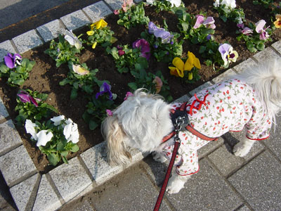 lovers in spring_c0011204_0274160.jpg