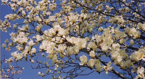 e0035204_1125272.jpg