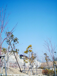 e0016120_8571848.jpg