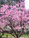 c0070940_22837.jpg
