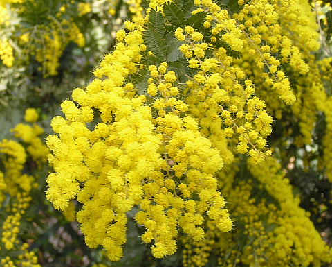 木に咲く黄色の花 ミモザ 風に吹かれて
