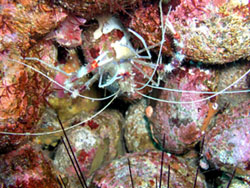 ３ １２大瀬崎 エビ タコ カニ Aqua Walker