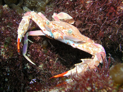 ３ １２大瀬崎 エビ タコ カニ Aqua Walker