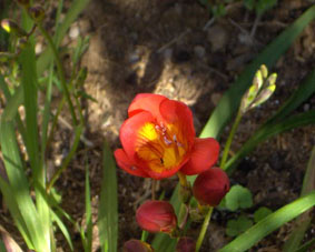 今日も我が家のお花で。_e0092286_22125671.jpg