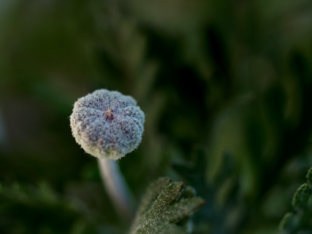 c0071611_902486.jpg