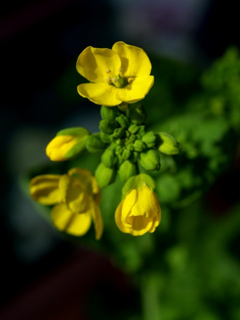 c0071611_91359.jpg