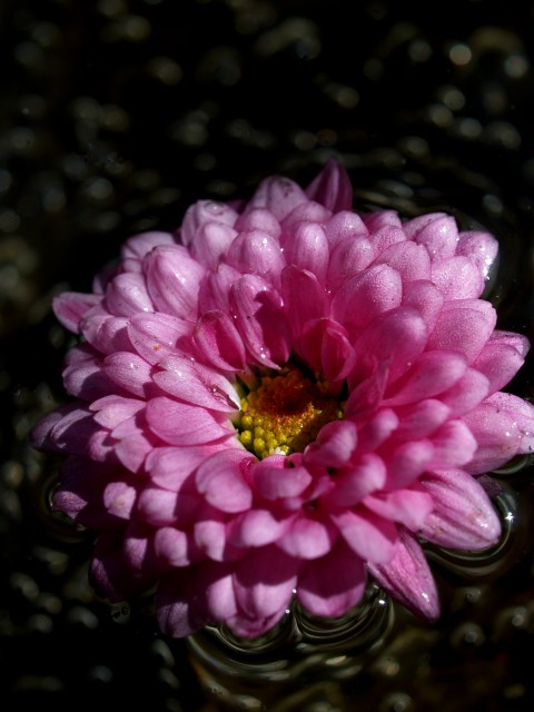 c0071611_924356.jpg