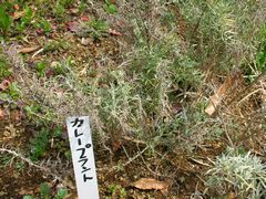 b0042334_12322.jpg