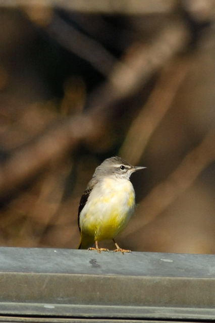 筑波山梅園　そにょ２_f0032335_22591274.jpg