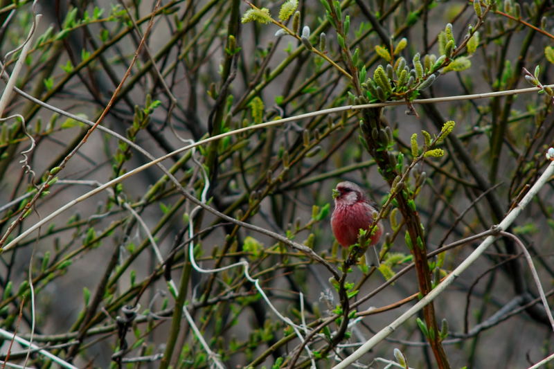 f0088971_2013614.jpg