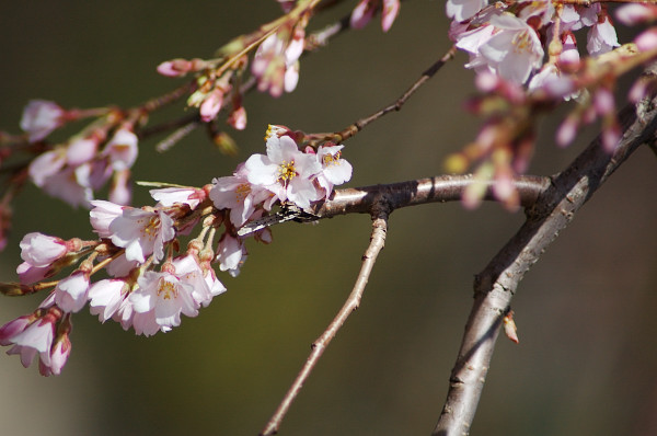 しだれさくら(糸桜) 訂正しました。_f0053272_10251126.jpg