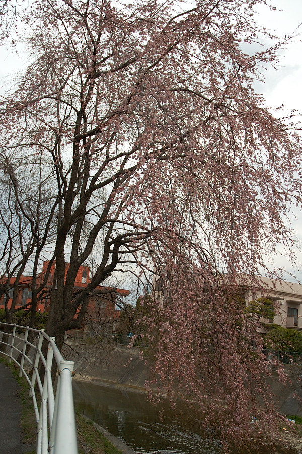 しだれさくら(糸桜) 訂正しました。_f0053272_16155390.jpg