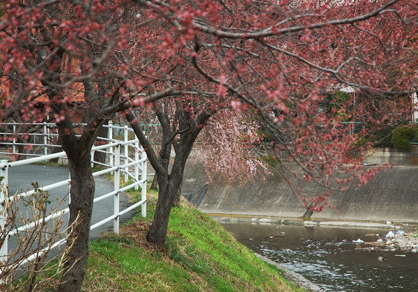 しだれさくら(糸桜) 訂正しました。_f0053272_16171992.jpg