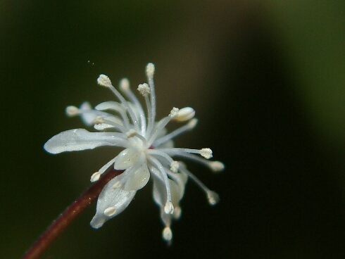 野草園リベンジ_d0063278_1495338.jpg