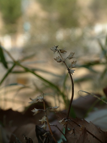 野草園リベンジ_d0063278_1505781.jpg