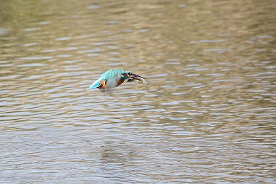 野鳥アルバム_b0047179_10193612.jpg