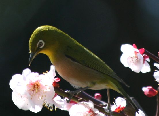 梅の花とメジロ～_c0058782_17492467.jpg