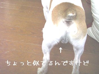 a0054504_16313269.jpg