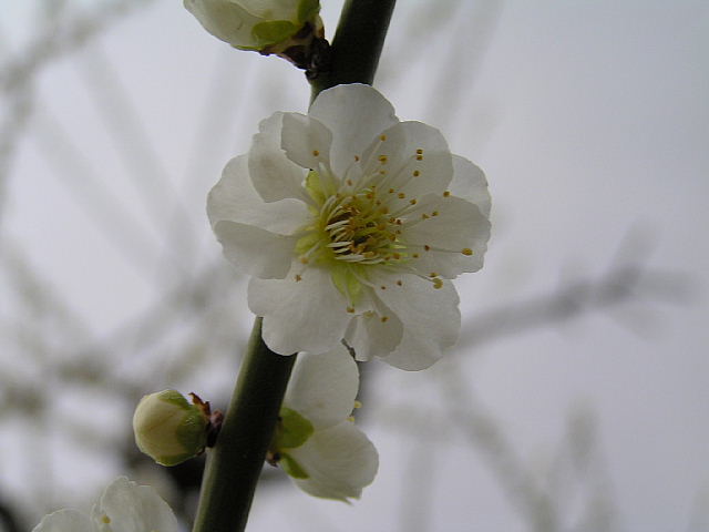 またまた　ウメ　大阪城梅林　３月１４日撮影_a0037019_6292916.jpg