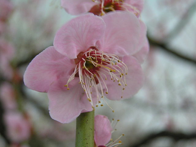 またまた　ウメ　大阪城梅林　３月１４日撮影_a0037019_6301429.jpg