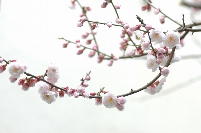 2006.3.16 梅が咲いたよ桜はまだかいな_f0050534_11635100.jpg