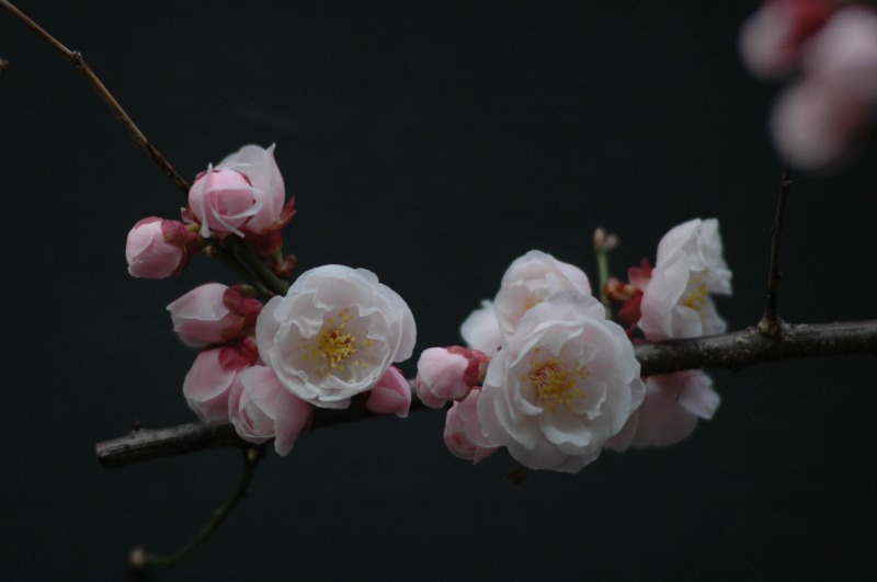 2006.3.16 梅が咲いたよ桜はまだかいな_f0050534_1165567.jpg