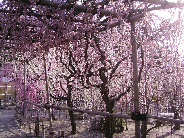 三度目の正直で、、（結城神社）_a0052058_18425513.jpg