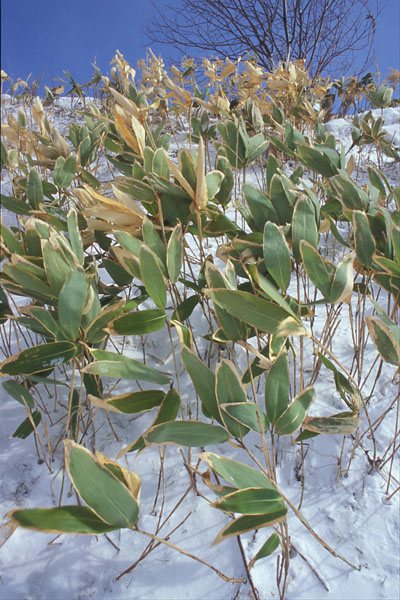e0083559_033327.jpg