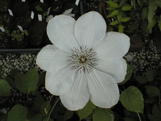 a0048790_21424122.jpg