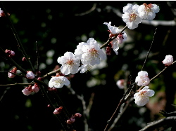 梅と桜（んぼ）の花見_c0036203_15265132.jpg