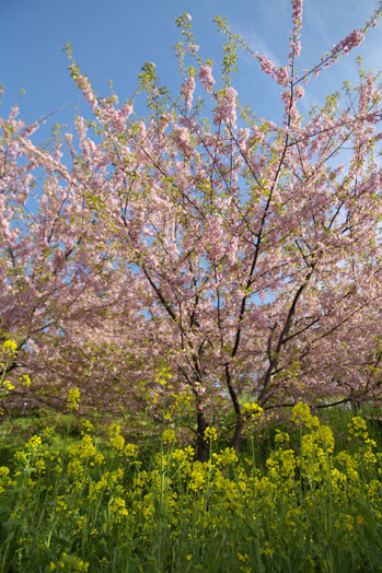 松田山の河津桜_f0034014_17271481.jpg