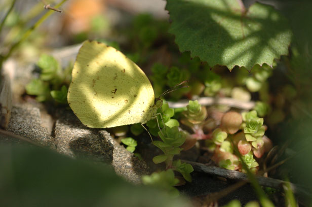 e0088036_1412414.jpg